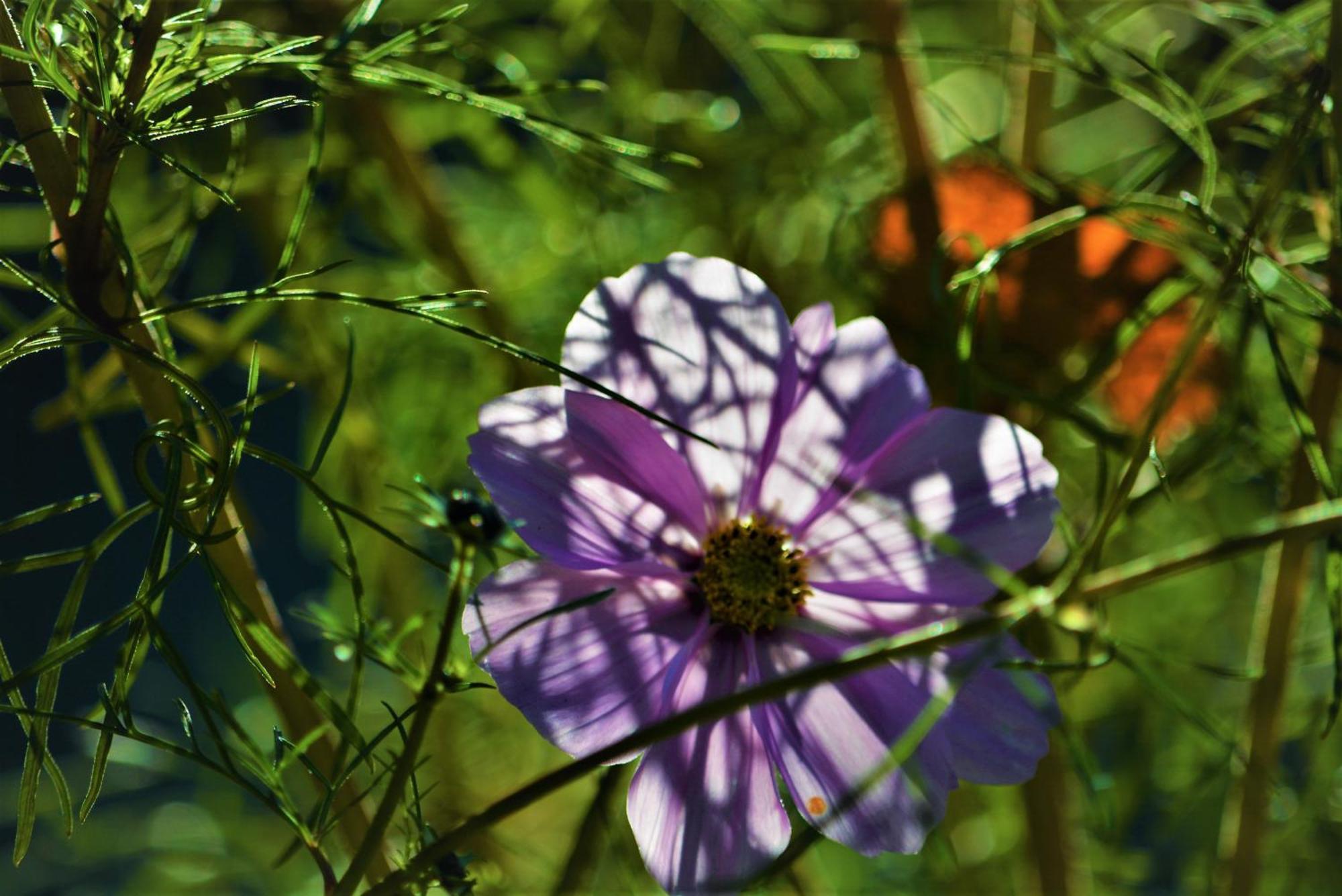 גרגצונה Apartment Im Garten 9 מראה חיצוני תמונה