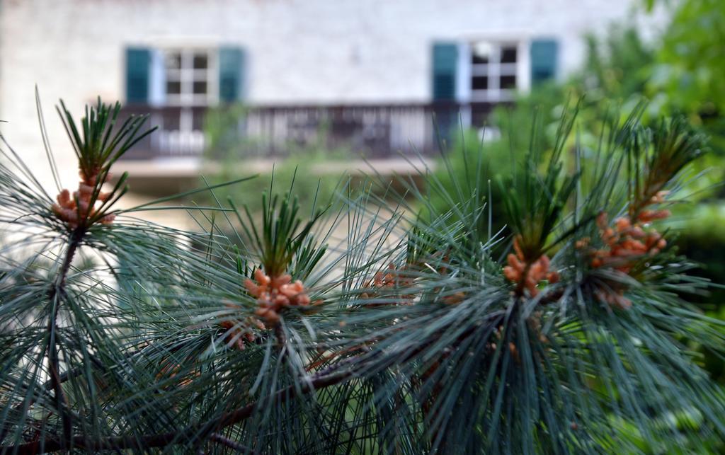 גרגצונה Apartment Im Garten 9 מראה חיצוני תמונה